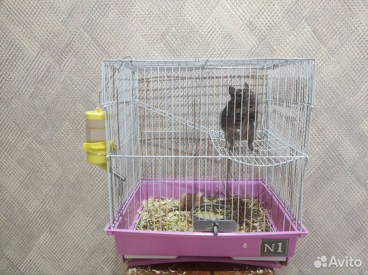 Белка дегу с клеткой