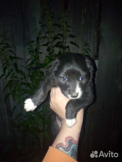 Щенки, собака, на охрану, в частный дом, метисы