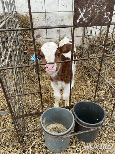 Бычки и телята