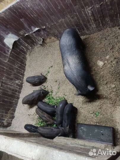 Кармалы (вьетнамский вислобрихий + мангалица)