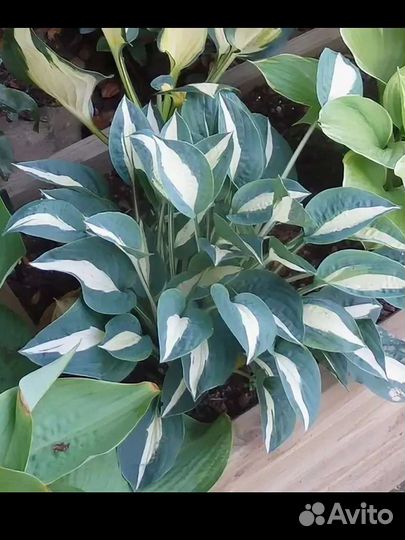 Хосты коллекционные 2