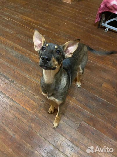 Собаки бесплатно в добрые руки