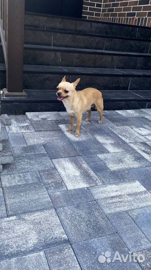 Тротуарная плитка Пропресс от 120 м2