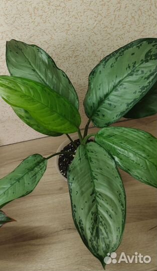 Аглаонема фридман