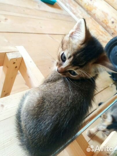 Абиссинская