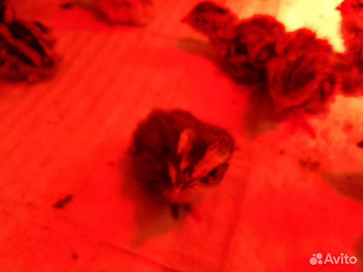 Перепела суточные