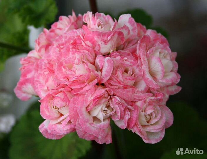 Пеларгония Denise sutarve и Лариса Огудалова