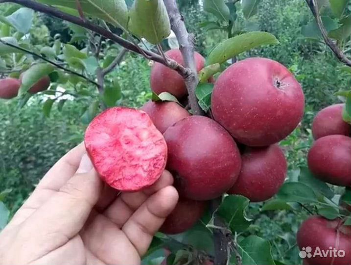 Саженцы яблони