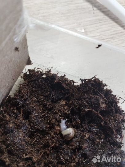 Улитки ахатины имикулята