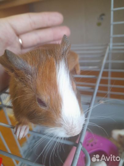 Морская свинка