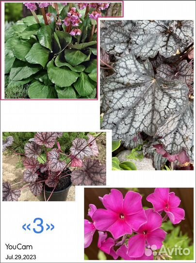 Многолетники