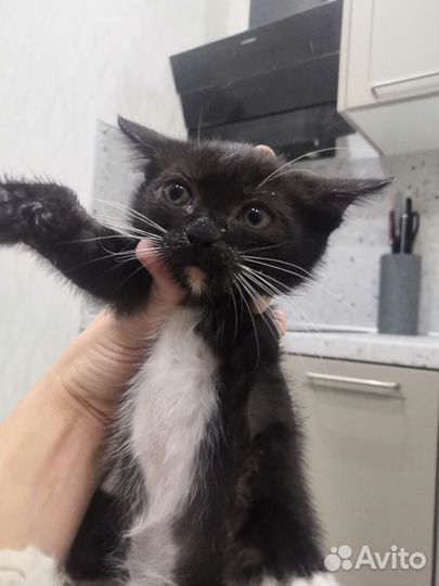 Котенок мальчик