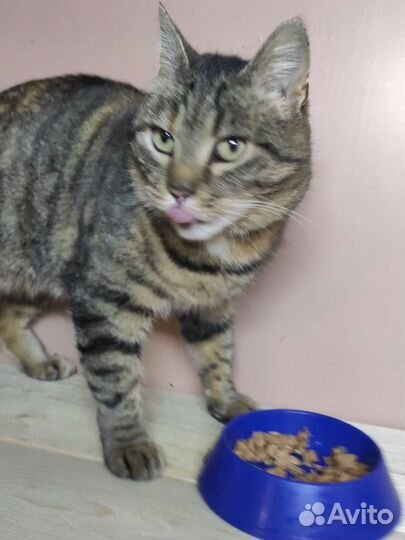 Шикарная полосатая кошка в добрые руки