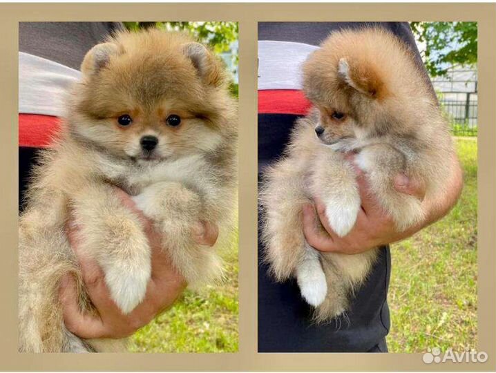 Померанский шпиц мини