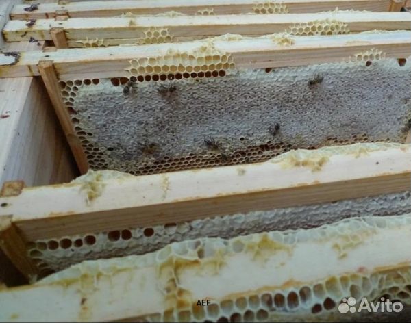 Мёд 24 года натуральный опт