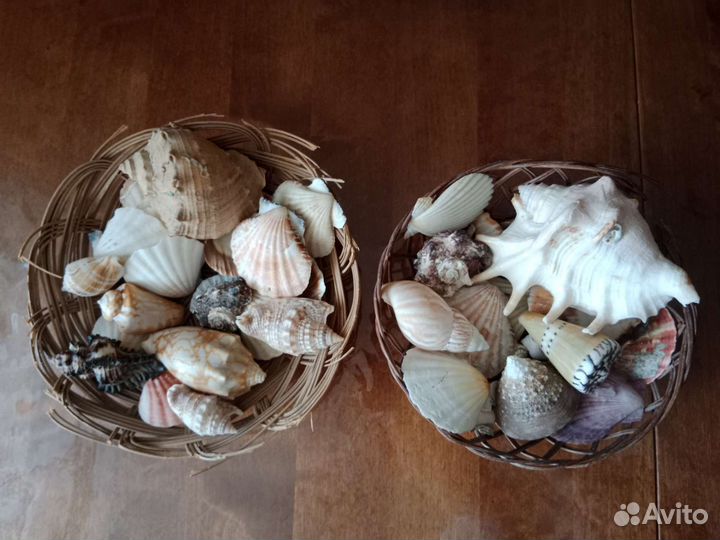Наборы разных ракушек в корзине