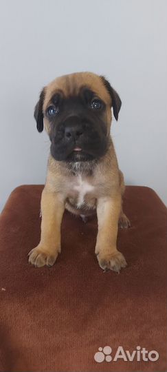 Щенки Кане Корсо г.Пермь(Култаево)