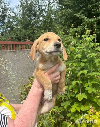 Щенок ждет хозяев