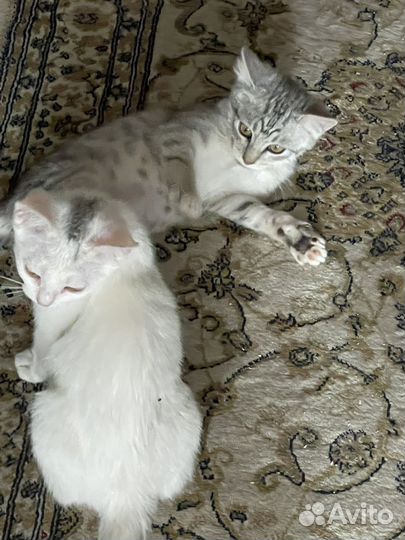 Котята в добрые руки