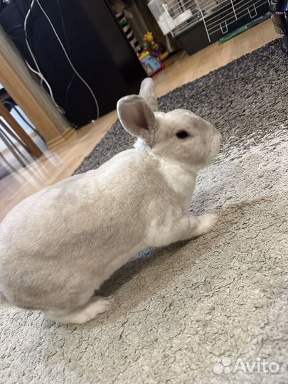 Случка вязка карликового кролика рекса самца