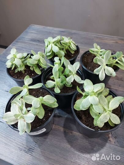 Крассула Мани Мейкер, вариегатная