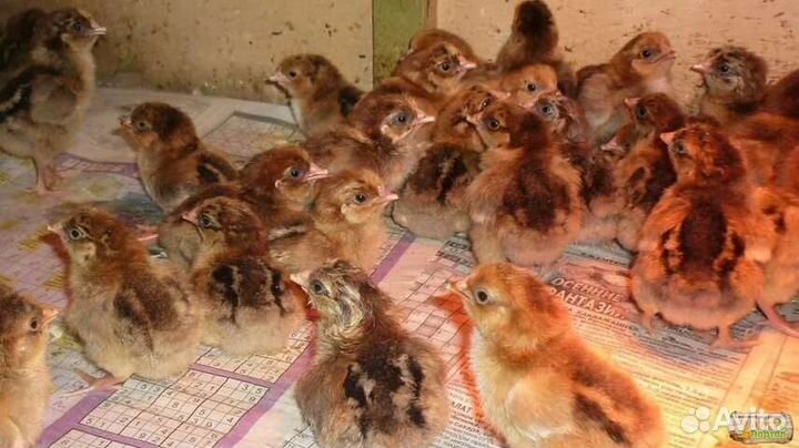 Цыплята Кучинские юбилейные