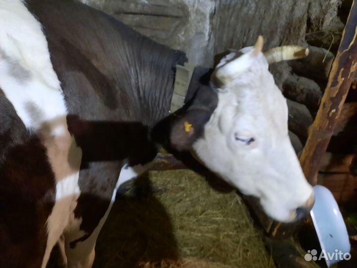 Коровы на выбор