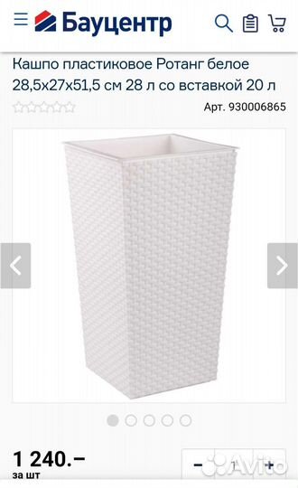 Кливия оранжевые цветы