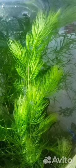 Аквариумные растения
