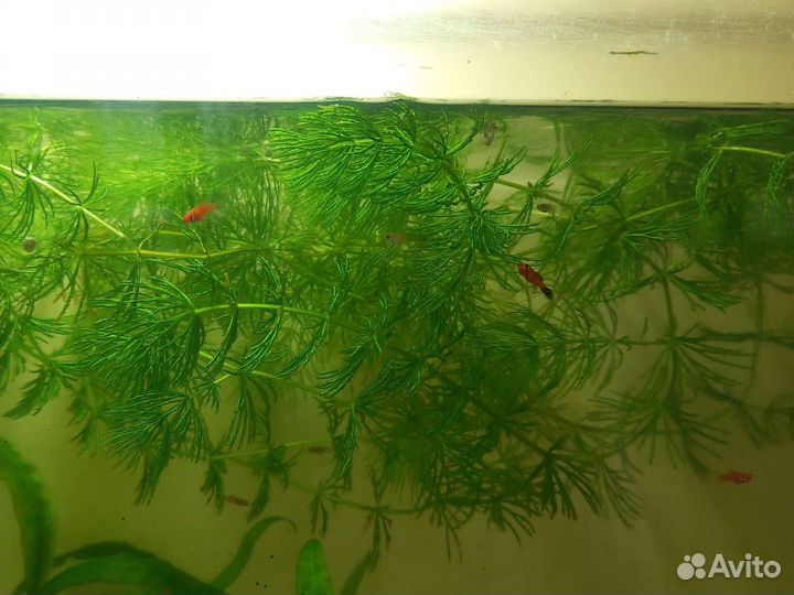 Аквариумное растение