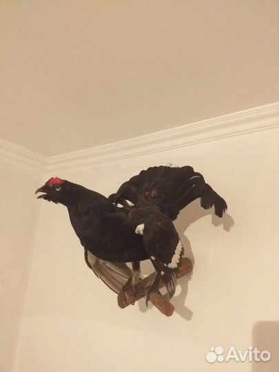 Чучела животных и птиц