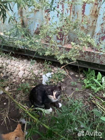 Милые добрые котята ищут любящих хозяев