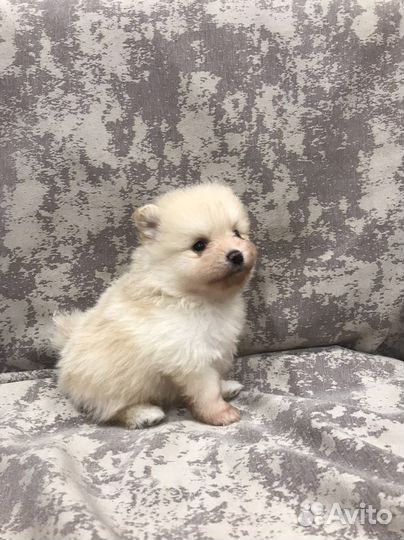 Продаю щенков