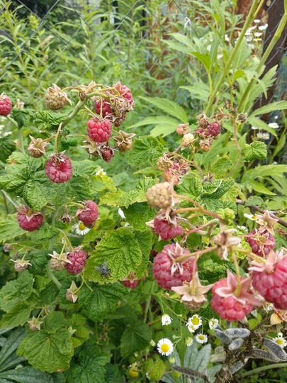 Дача 20 м² на участке 8 сот.