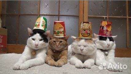 Передержка животных