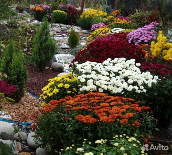 Хризантемы мультифлора