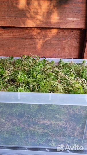 Мох сфагнум живой