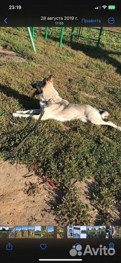 Отдам бесплатно в добрые руки