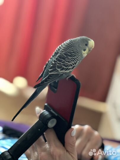 Волнистый попугай ручной