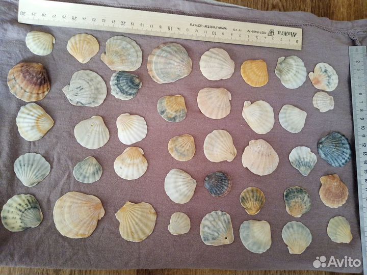 Морские ракушки