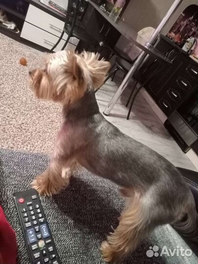 Йоркширский терьер мини