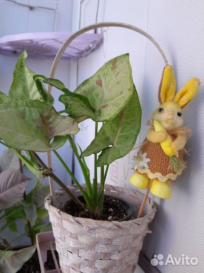 Сингониум суккуленты