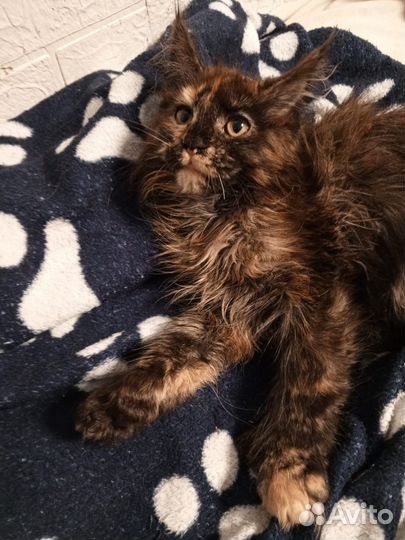 Продажа котят