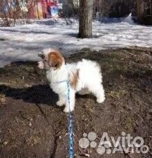 Шлейка для собак и кошек в ассортименте