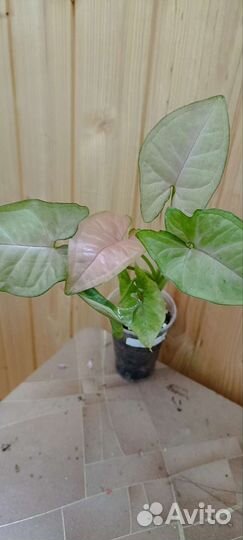 Сингониумы