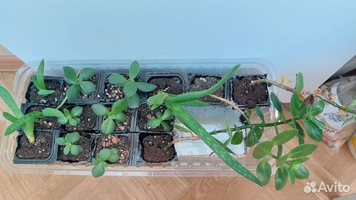 Крассула овата толстянка, алое вера, каланхоэ