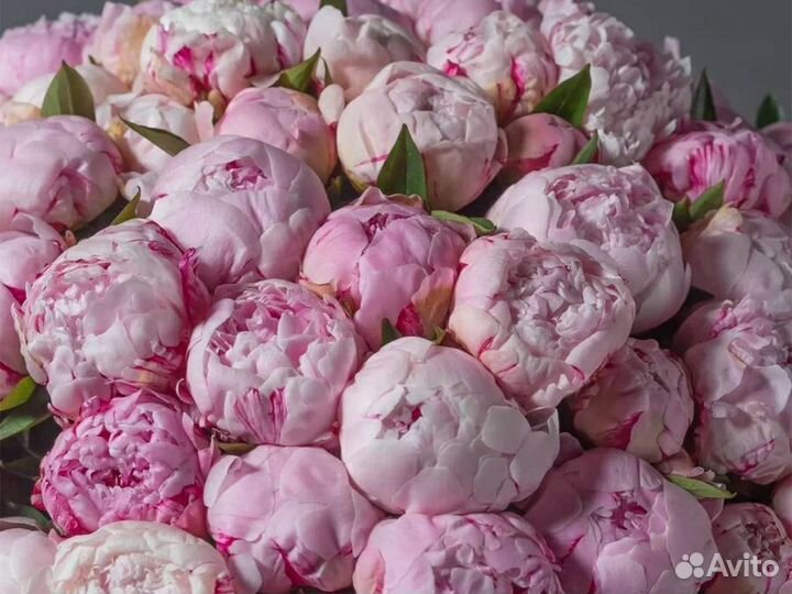 Букет из пионов живые цветы