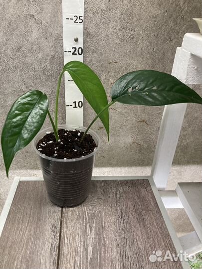 Эпипремнумы, Сциндапсусы