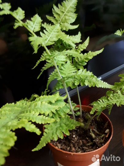 Папоротники Нефролепис мариса Макротелиптерис торр