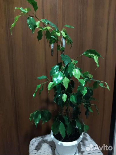 Фикус Наоми голд